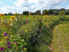 tuin 2.jpg